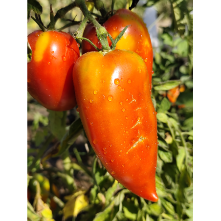 Tomate Popa De Vaca , 10 semillas