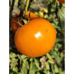 Tomate Mangue , 10 semillas (342)