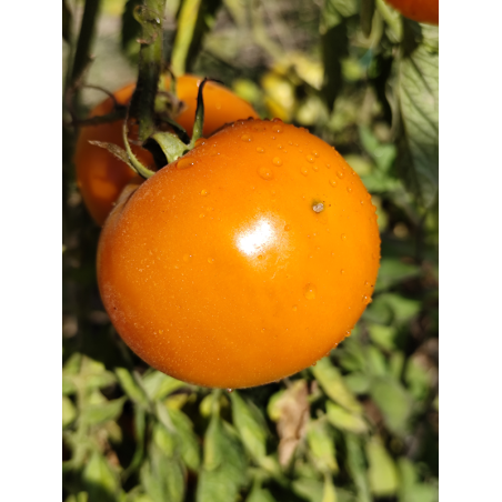 Tomate Mangue , 10 semillas (342)