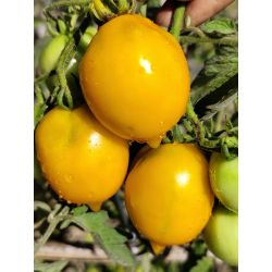 Tomate Miracle Of The World , 10 semillas (343)