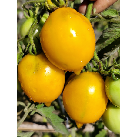 Tomate Miracle Of The World , 10 semillas (343)