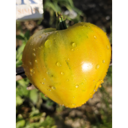 Tomate Midnight Sun , 10 semillas (346)