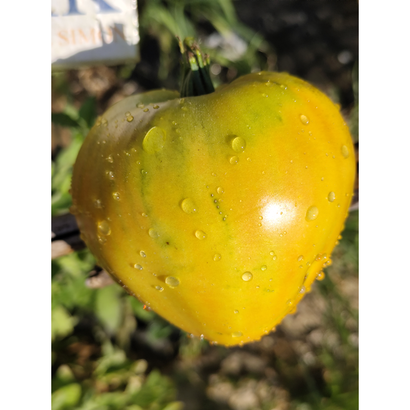 Tomate Midnight Sun , 10 semillas (346)