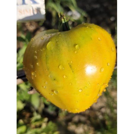 Tomate Midnight Sun , 10 semillas (346)