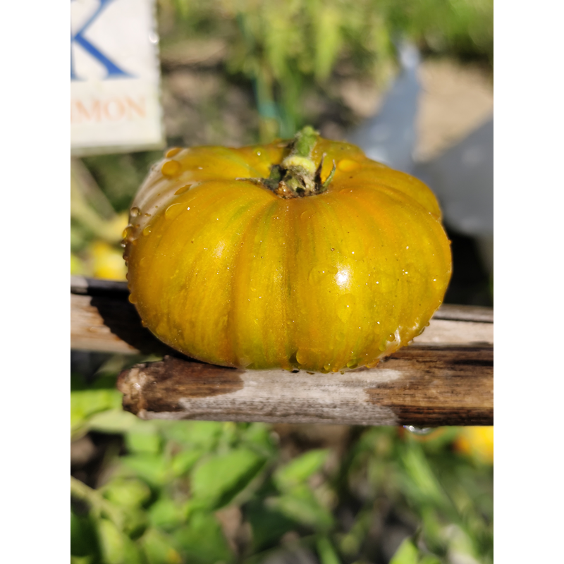 Tomate Delta Moss , 10 semillas (347)