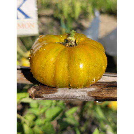 Tomate Delta Moss , 10 semillas (347)