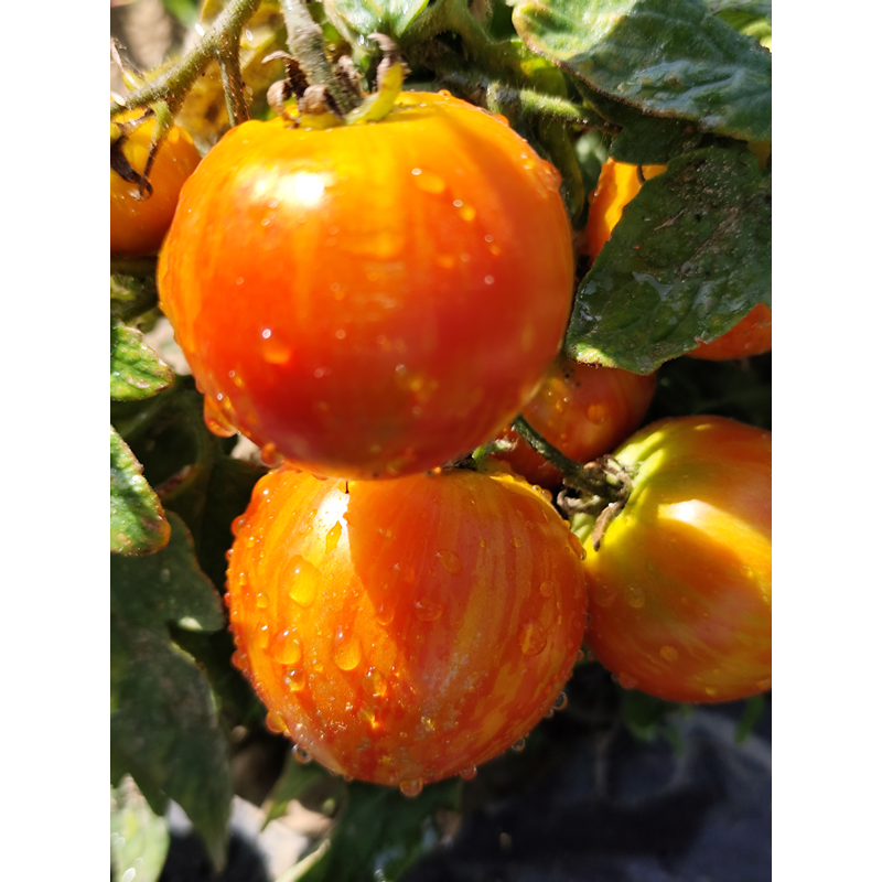 Tomate Pixie Striped , 10 semillas (349)
