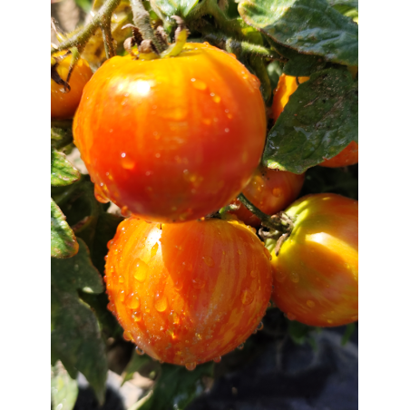 Tomate Pixie Striped , 10 semillas (349)