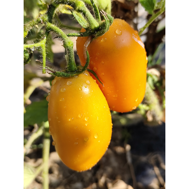 Tomate Dwarf Laura's Bounty, 10 semillas (350)