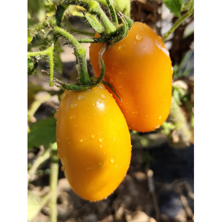 Tomate Dwarf Laura's Bounty, 10 semillas (350)