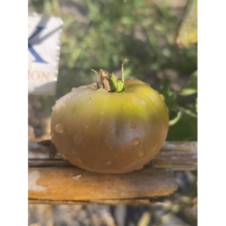 Tomate Black Leon , 10 semillas (352)