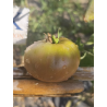 Tomate Black Leon , 10 semillas (352)