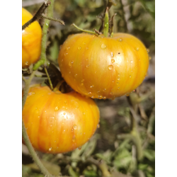 Tomate Lover's Lunch , 10 semillas (353)