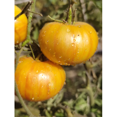 Tomate Lover's Lunch , 10 semillas (353)