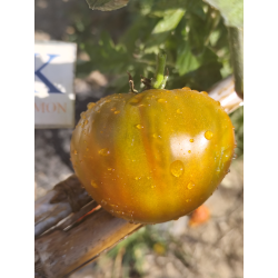 Tomate Lover's Lunch , 10 semillas