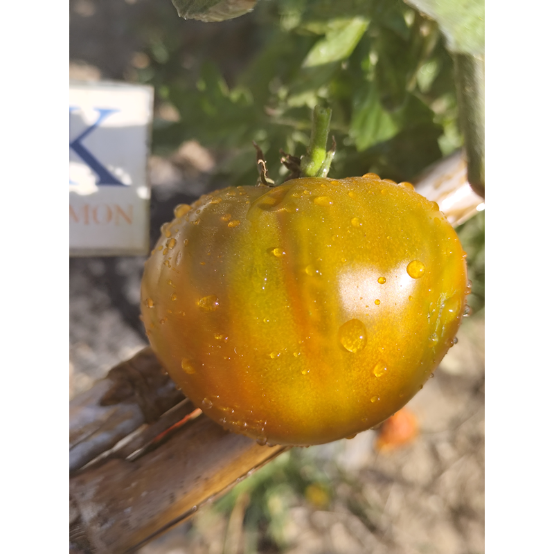 Tomate Lover's Lunch , 10 semillas