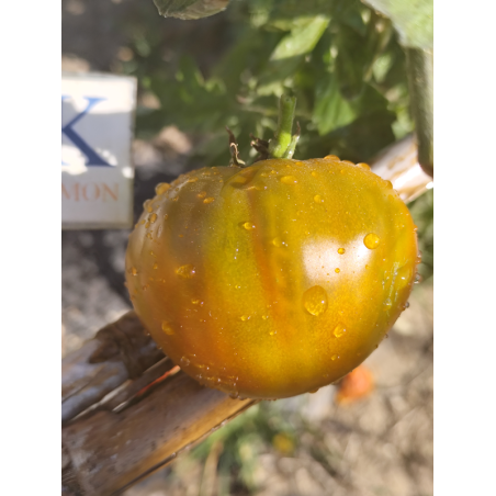 Tomate Lover's Lunch , 10 semillas