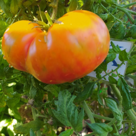 Tomate Big Rainbow , 10 semillas