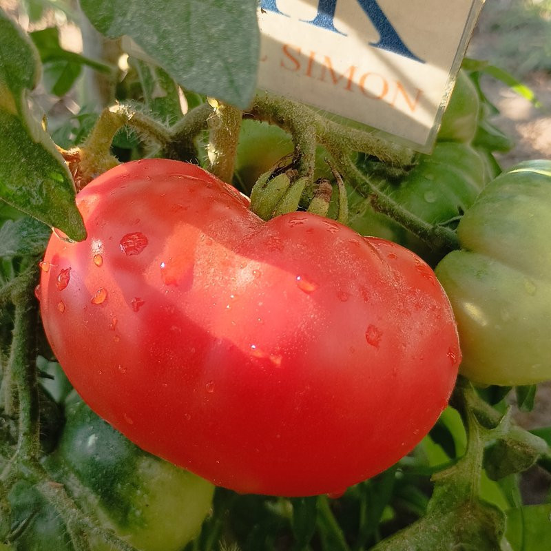 Tomate Acme , 10 semillas