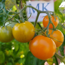 Tomate Apricosa , 10 semillas