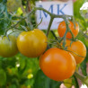 Tomate Apricosa , 10 semillas