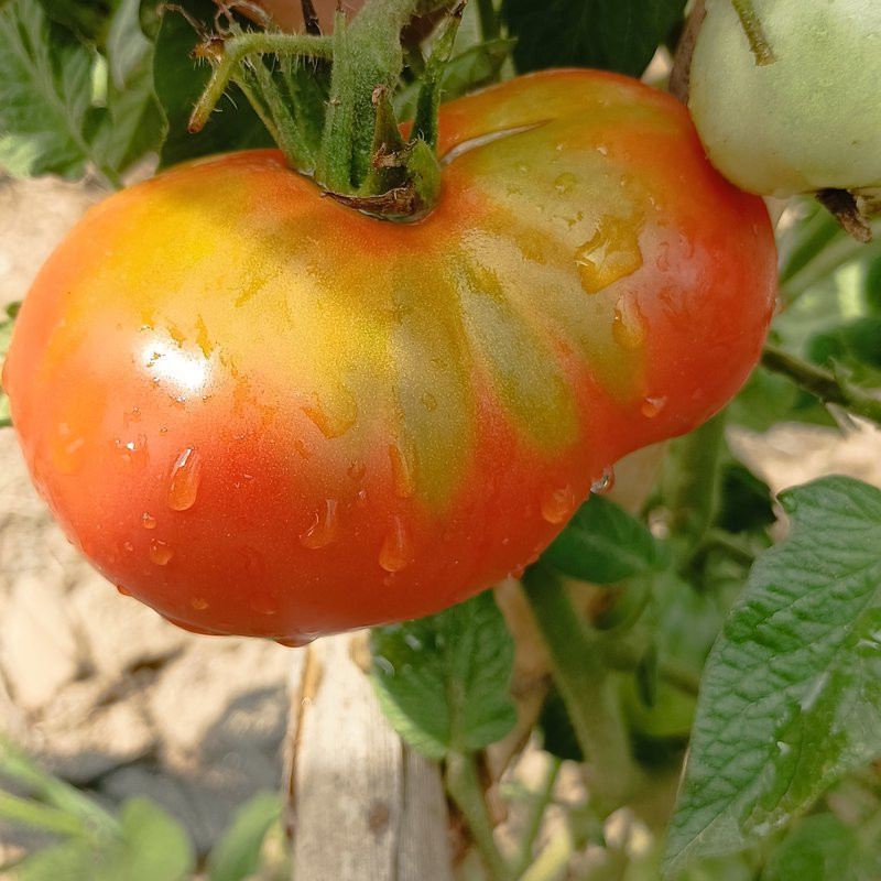 Tomate Ananas , 10 semillas