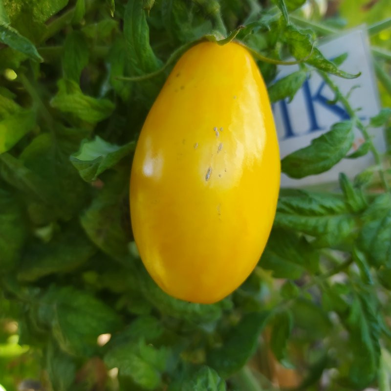 Tomate Banana Legs , 10 semillas