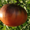 Tomate Dark Galaxy , 10 semillas