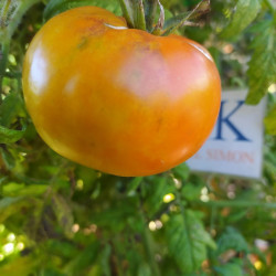 Tomate Mammonth German Gold, 10 semillas