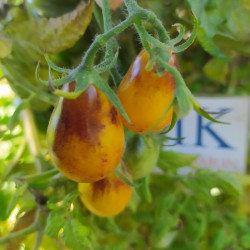 Tomate Indigo Pear Drops , 10 semillas