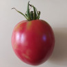 Tomate Babuschka , 10 semillas