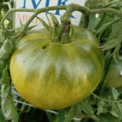 Tomate Aunt Ruby's German Green , 10 semillas