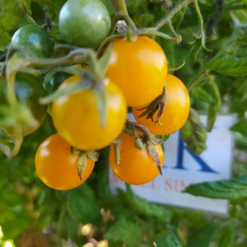 Tomate de Galapagos, 10 semillas
