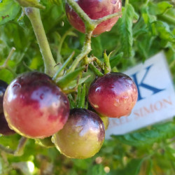 Tomate Indigo Blueberry, 10 semillas