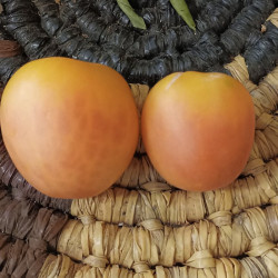 Tomate Zhaoming , 10 semillas