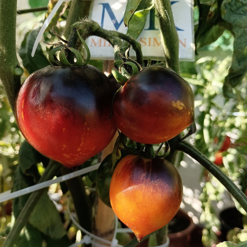 Tomate Blue Corin , 10 semillas