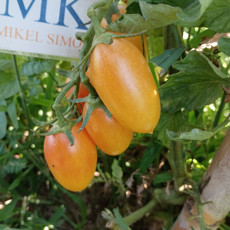 Tomate Orange Dream , 10 semillas  (40)
