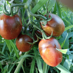 Tomate Long Bottle , 10 semillas