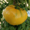 Tomate Lemon Oxheart , 10 semillas
