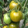 Tomate Boloto , 10 semillas