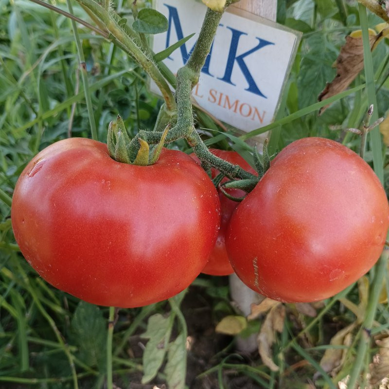 Tomate Ikarus , 10 semillas