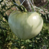 Tomate White Wonder , 10 semillas