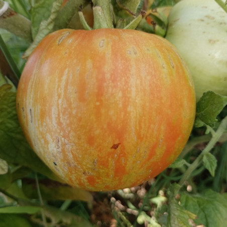 Tomate Furry Red Boar , 10 semillas