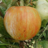 Tomate Furry Red Boar , 10 semillas