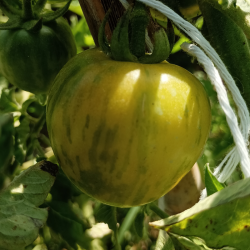 Tomate ADARANA , 10 semillas