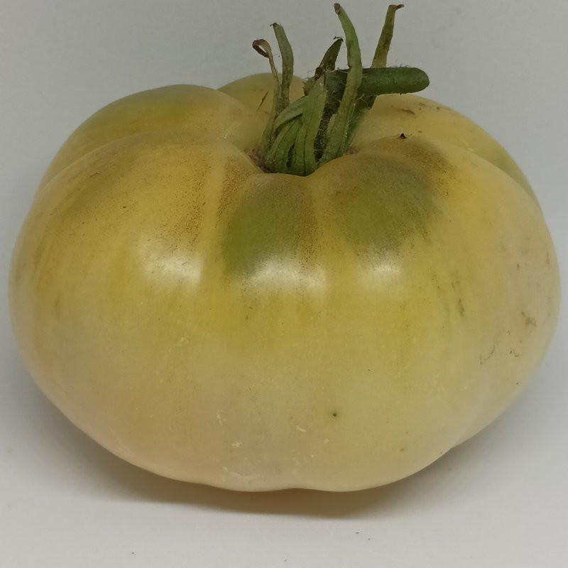 Tomate White Beauty  , 10 semillas
