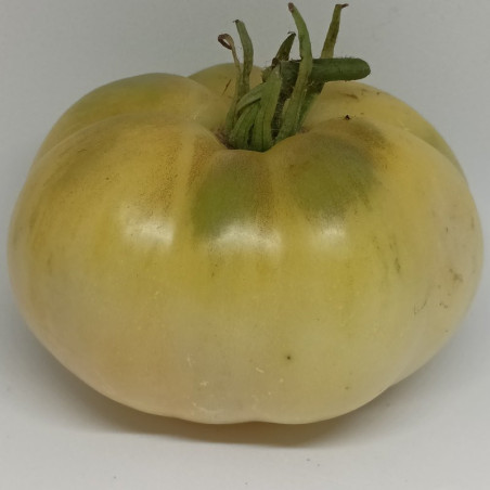 Tomate White Beauty  , 10 semillas