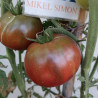 Tomate Black Elephant , 10 semillas