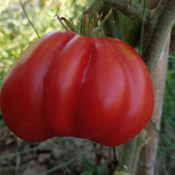 Tomate Charlie Chaplin , 10 semillas