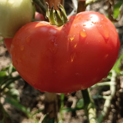 Tomate Phantasia , 10 semillas